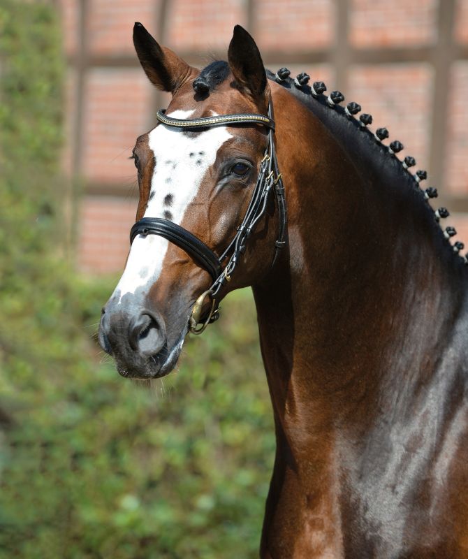 Balou_Kopf_800x800.jpg