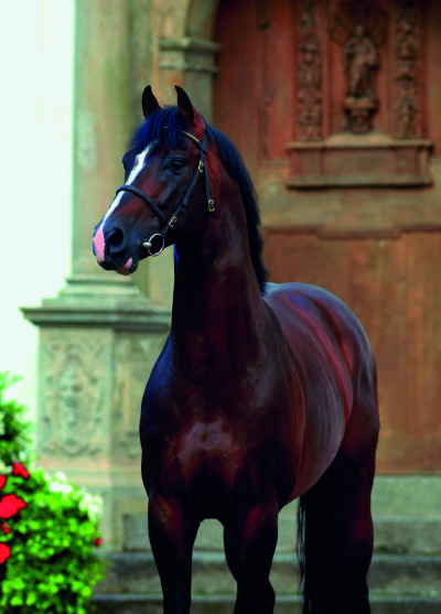 Casall_15cm1.jpg