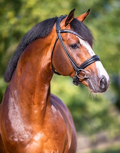 Cashmere_Portrait.jpg