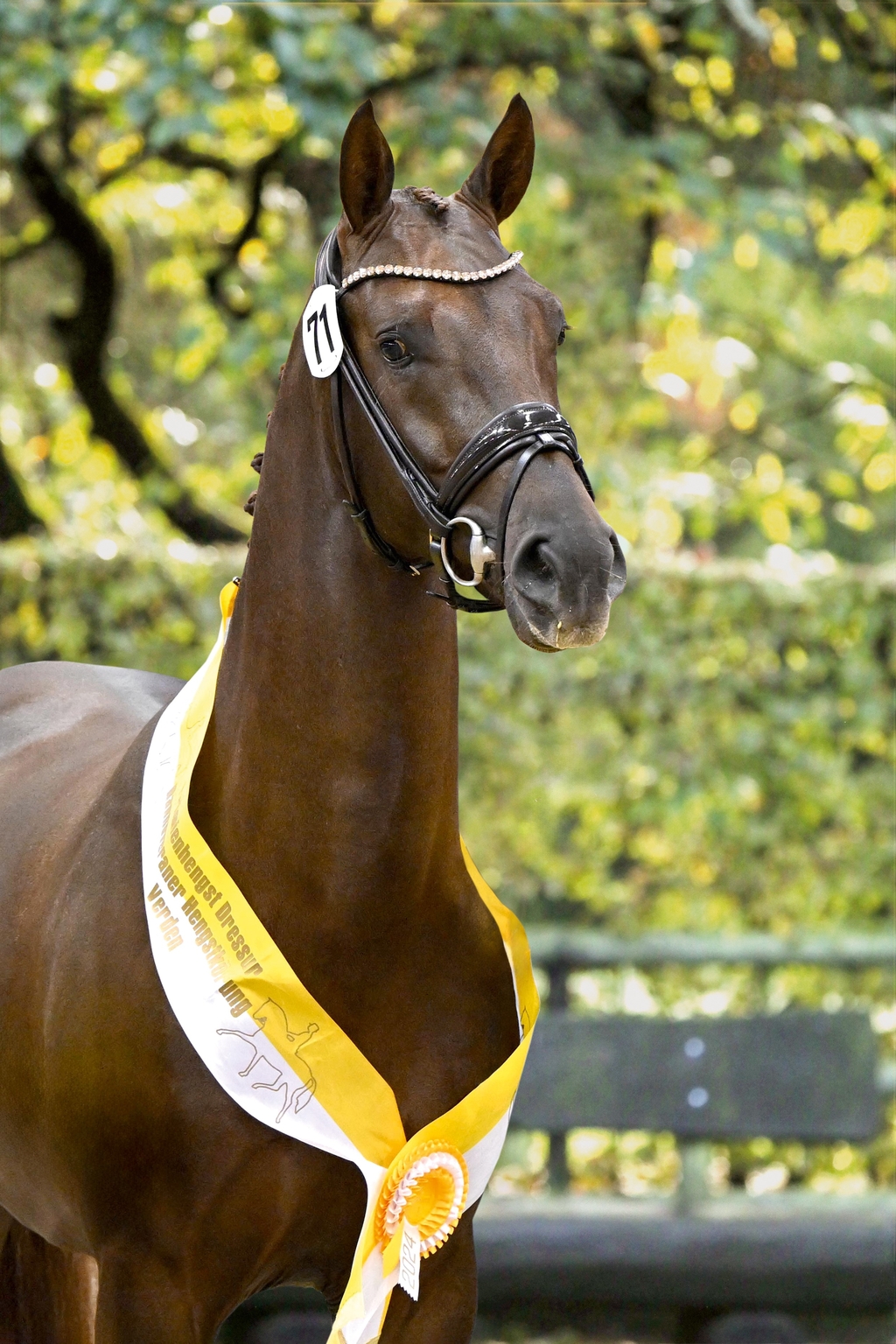 Dubawi_Kopf_1.jpg
