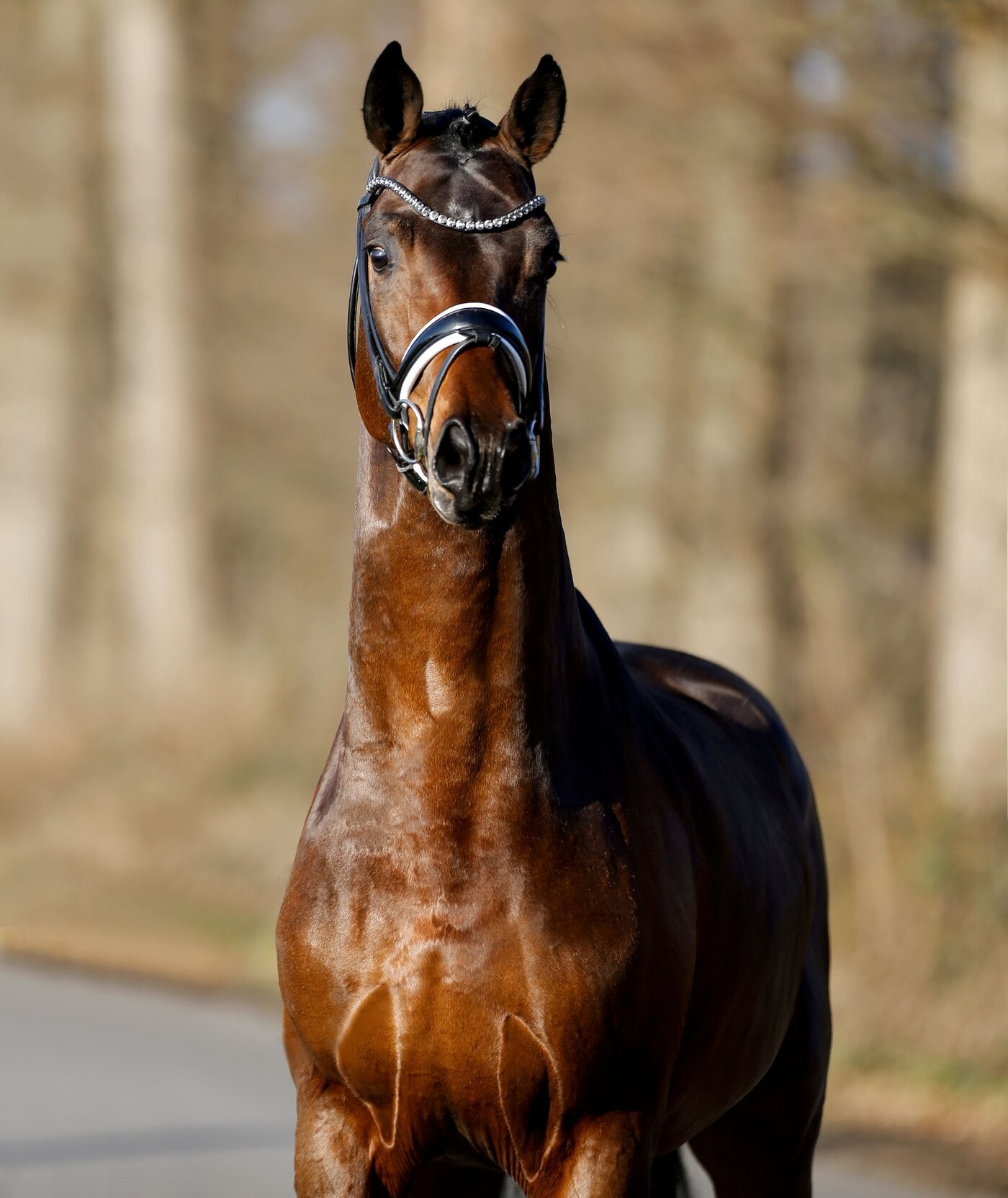 Fenomenal-Portrait-front-k.jpg