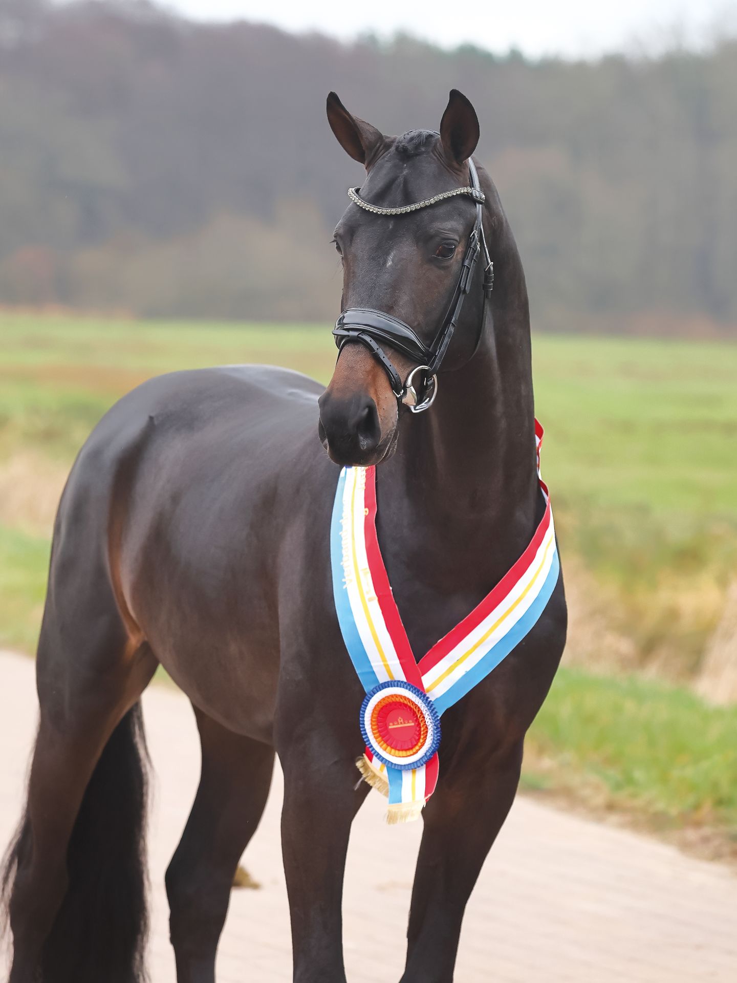 Galant_Sieger_Dressur_Redefin4_x_Bischoff_1920x1920.jpg