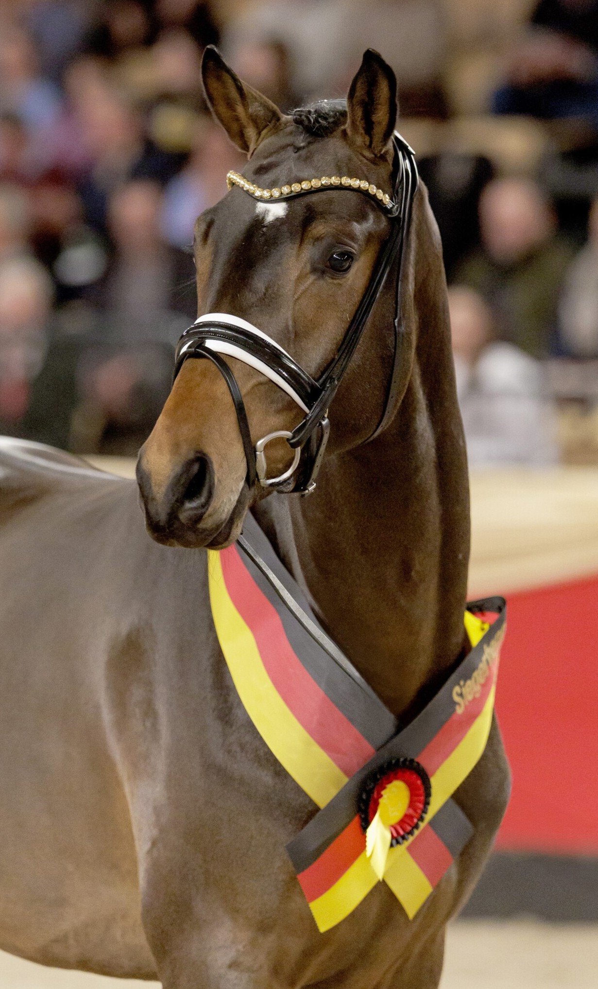 Havertz-Kopfbild-1560x2560-1.jpg
