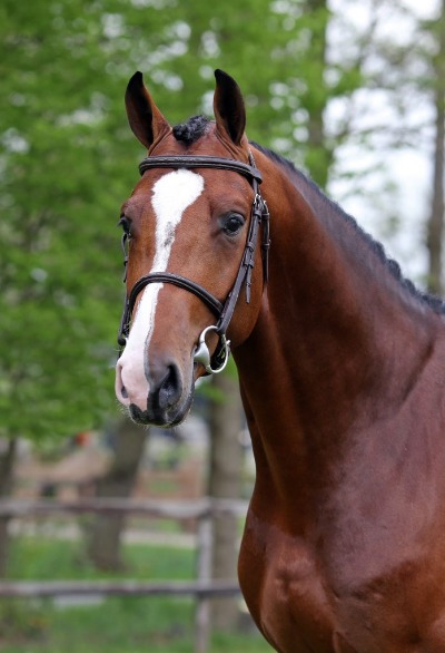 Newmarket_kopf.jpg