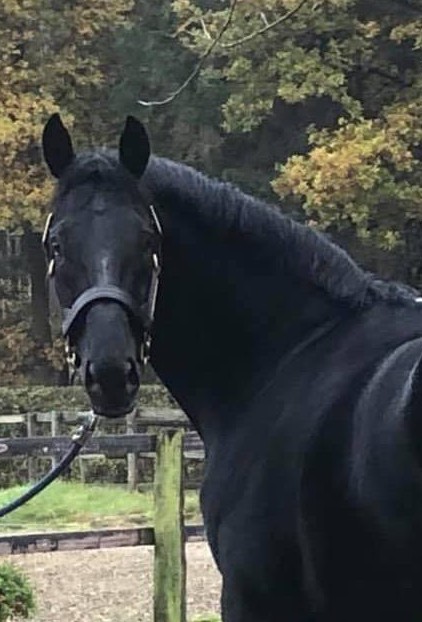 Rocky-e1609671801768.jpg