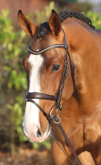 StakkatoCornet_Portrait_web-media-2247bc1a-query.webp