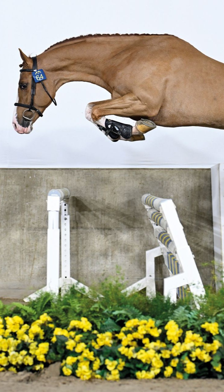 Wingman_2025-02-14-343925_Paardenfotograf.be_1920x1920.jpg