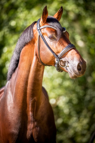 zinedream720150b.jpg